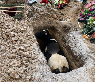 Рогатый зверь улегся в свежевырытую для покойника могилу