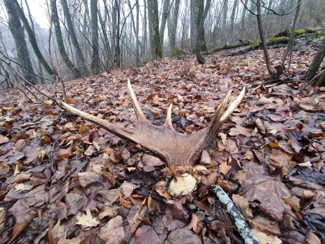Гон официально завершен: лоси Жигулевского заповедника сбросили рога после брачных турниров