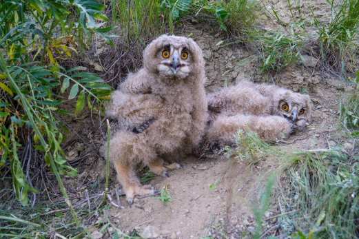 Сотни ночных хищников Самарской области расселили по отдельным «квартирам»