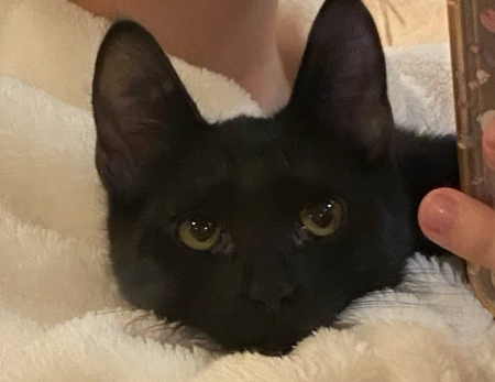 В Сызрани объявили вознаграждение за очаровательного черного кота Тимофея с золотистыми глазами