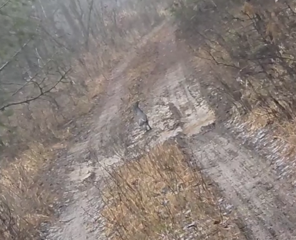 Под Сызранью мимо охотников пролетели «лесные лошади», которые часто глохнут от любви - видео