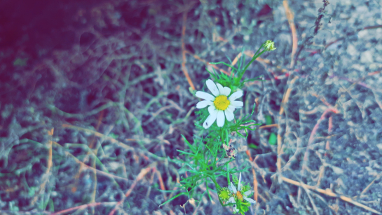 Аномальная зима спровоцировала повторное цветение: будут ли в следующем году яблоки, вишня и смородина