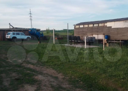 Под Сызранью выставили на продажу стадо баранов с электропастухом