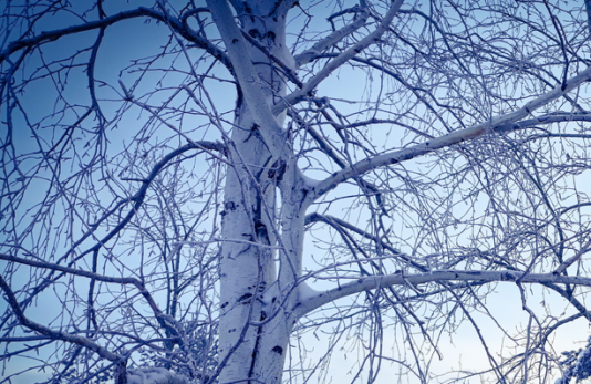 За грибами надо идти в декабре: тепло творит в лесах чудеса