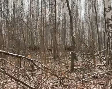 Под Сызранью заметили разгуливающих по лесу великанов - настроены миролюбиво