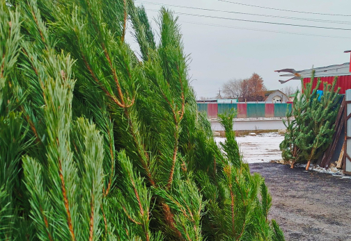 Праздник к нам приходит: названы даты открытия и адреса елочных базаров Сызрани