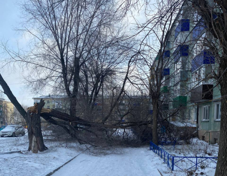 В Сызрани огромное дерево рухнуно на пятиэтажный жилой дом