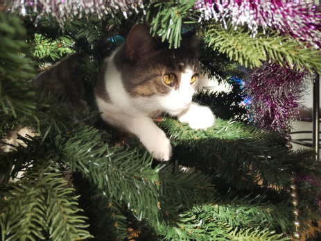 Лучше деньгами: о каких новогодних подарках мечтают женщины и чего хотят мужчины