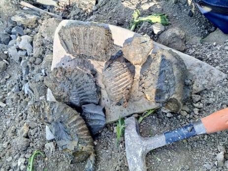 Геологи обнаружили под Сызранью ранее неизвестное место возрастом около 150 млн лет