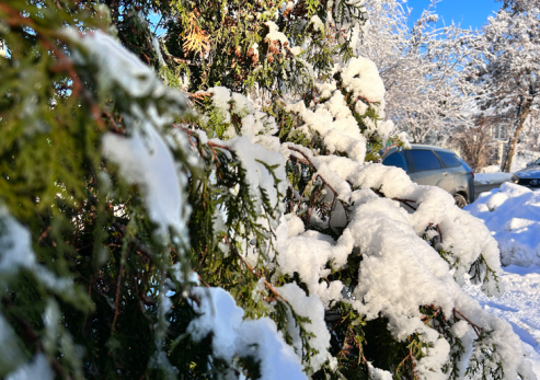 Почему исчезнут несколько недель зимы: новое время года уже назвали «беззимьем»