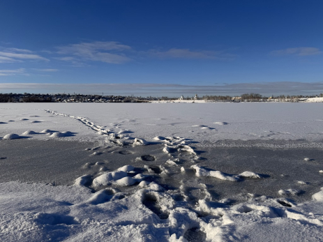 Под Сызранью рыбаки утопили вторую подряд мотособаку