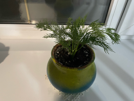 Как вырастить шикарный урожай зелени на подоконнике - девять ошибок, которые надо избегать