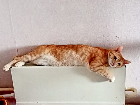 На шестнадцати аршинах сидел и сидеть буду: число котов и псов в квартирах ограничат квадратными метрами