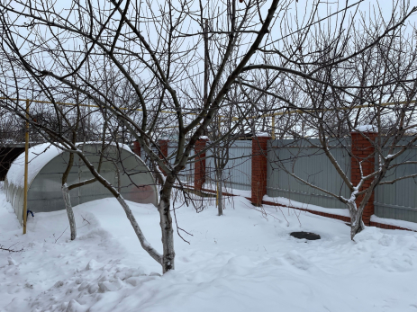 Что важно сделать на даче в снежную и морозную зиму: не забывайте о садовых растениях