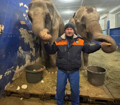 «Я думал, что видел все, но нет»: на улицы Самары вырвался слон