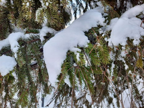 Народные приметы на 2 февраля: как только услышите эту птицу, сразу же хватайтесь за кошельки