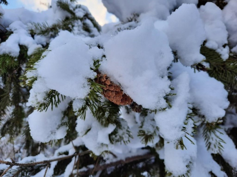 Народные приметы на 3 февраля: обнимите это дерево, чтобы началась белая полоса и почему нельзя давать взаймы соль