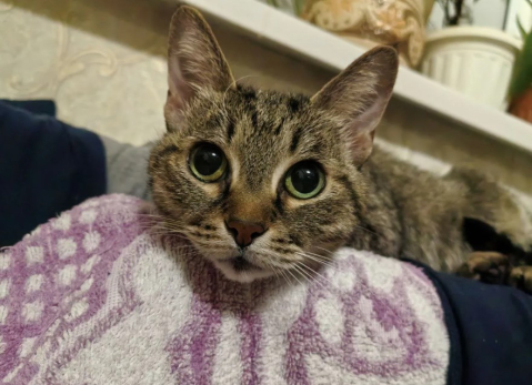 Сызранская кошка Каська с аппетитом уплетает зеленый горошек - видео