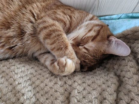 Пенсионерка приютила бездомного кота и нарвалась на штраф