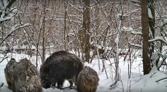 Голод не тетка! Семейка кабанов в лесу попала на видео