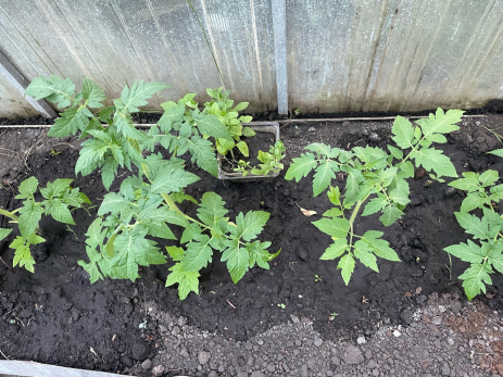 Агроном рассказал, как избежать ошибок при выращивании рассады