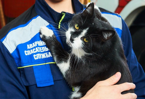 Кот по имени Виктор Степанович семь лет служит в аварийно-спасательной службе Сызрани