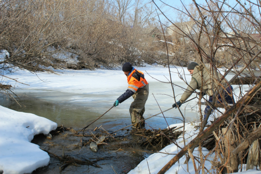 В Сызрани коммунальщики разбирают плотины бобров