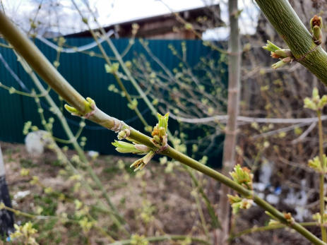 Россиян ждет аномальное нашествие активных клещей