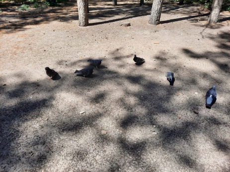 Жильцам квартир озвучили размеры штрафов за кормление голубей