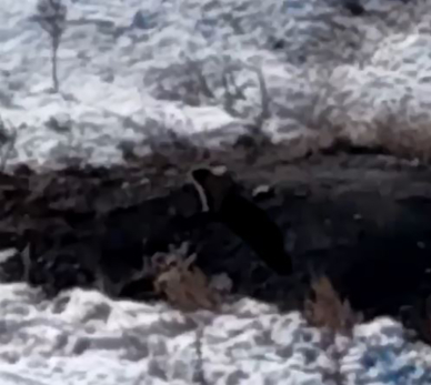 День сурка: на берегу Волги зверьки впервые вылезли из нор после спячки, потягиваются и щурятся на солнце - видео