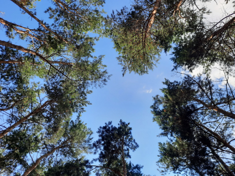 Сызрань внесли в список подверженных угрозе населенных пунктов