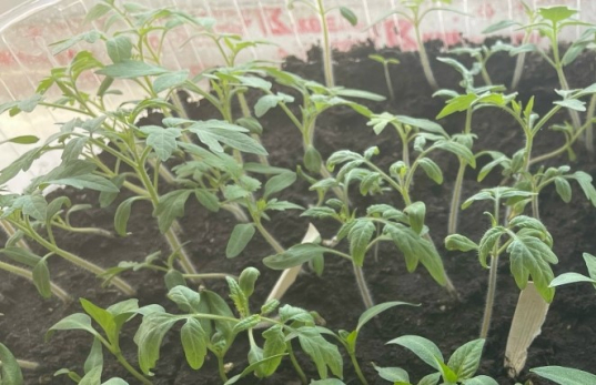 Посеешь рано - погибнет, посеешь поздно - не выживет: названа дата, когда надо сажать помидоры