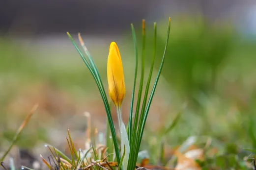 Первые вестники тепла: в центре Сызрани распустились первые подснежники