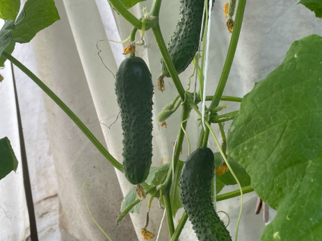 Природа сама подскажет: берёза и одуванчик подскажут, когда сажать огурцы