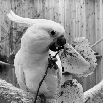 Начали падать замертво на глазах детей: в зоопарке газом массово отравили попугаев - погиб какаду Луи из сериала «Пират»