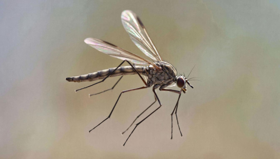 Скоро услышим противный писк: названы сроки появления комаров в 2026 году