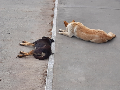 Жителей Сызрани призвали защитить свое жилье от нашествия бешеных зверей