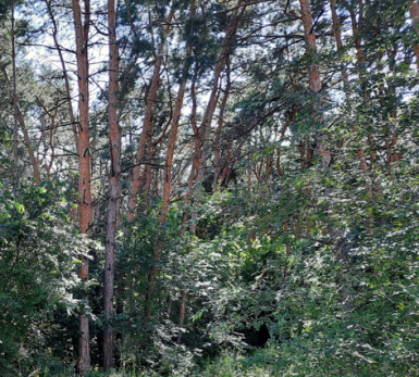 Житель Сызрани взял топор, веревку, ванну и решил вернуться за добычей