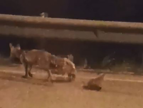 Видео сняли на въезде в Сызрань: лесные звери вообще потеряли страх