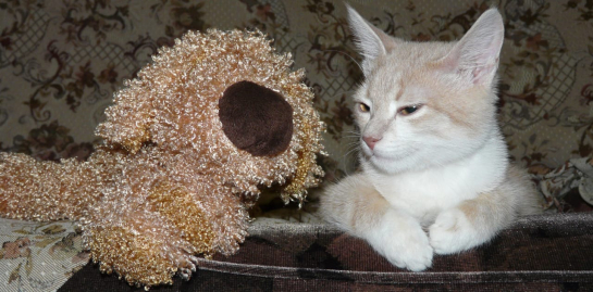 Коты и кошки заражают хозяев шизофренией. Ученые сделали смелый вывод