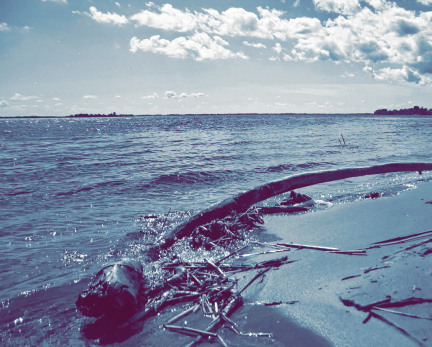 Существо, пожирающее мозг людей, может доплыть до российских водоемов