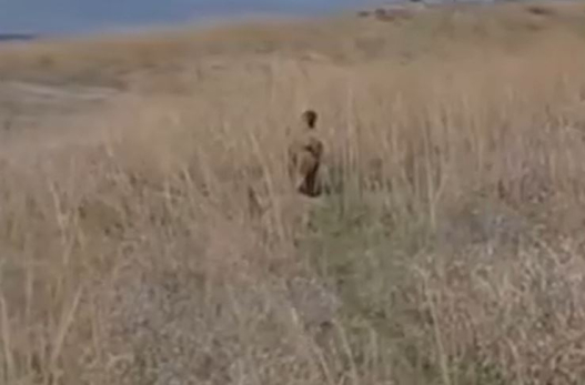 Сурки-байбаки из Подвалья ушли в спячку: Минприроды показало забавные кадры