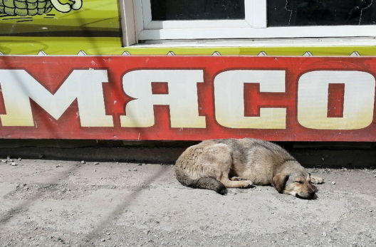 За эти деньги все побегут ловить: власти Сызрани платят по 10 тысяч рублей за голову собаки
