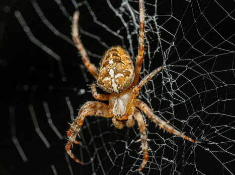 Домовый паук