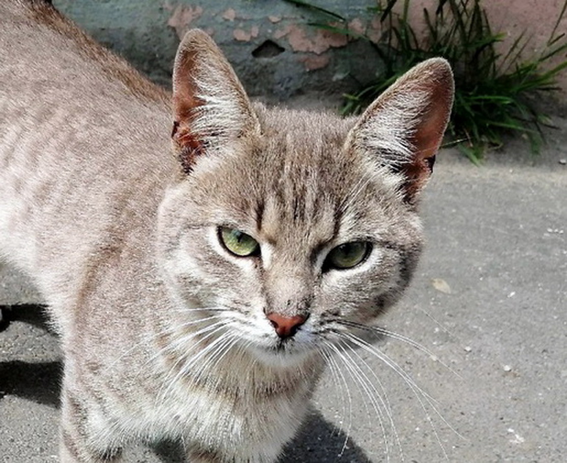 Angry Buro кот.