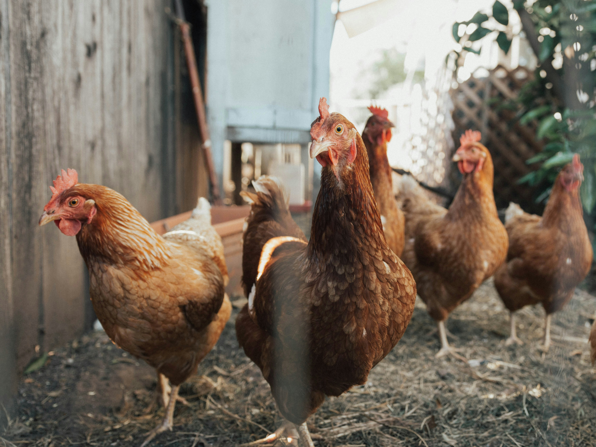 Keeping chickens. Курами. Кур Казахстан. Китайские курочки. Курица из Казахстана.