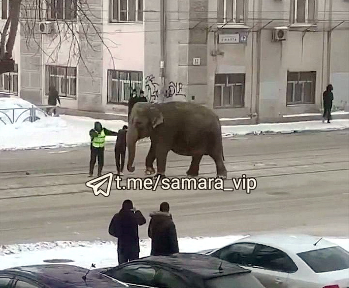 Слоны сбежали из цирка Екатеринбург. Слон сбежал из цирка Екатеринбург. Слоны сбежали в Екатеринбурге. Слон на улице в Екатеринбурге. В екатеринбурге сбежал