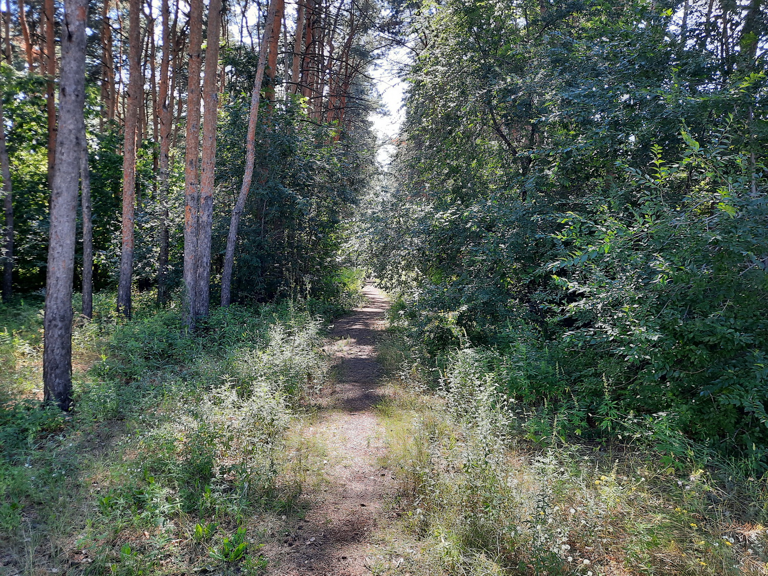 В Лесу, кафе, 111, Сызрань, ДСК Строитель - Яндекс Карты