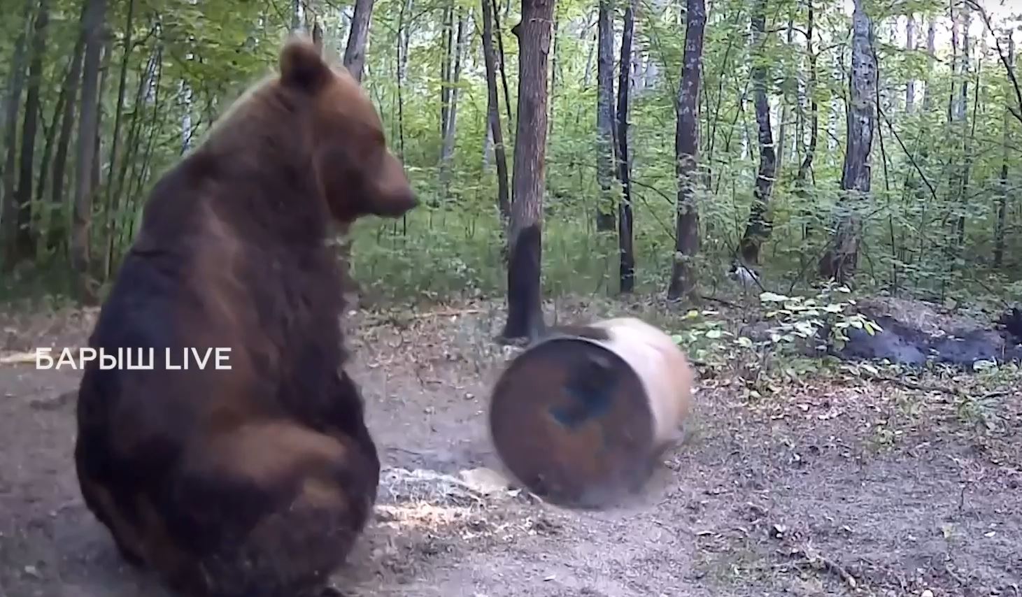 Крупный медведь попал на видео во время игры с бочкой в лесу Ульяновской  области / Новости / КТВ-ЛУЧ