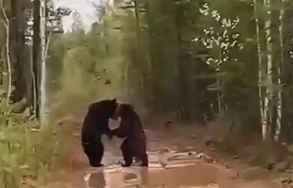 Сильный шторм стал причиной агрессивных действий медведей, которые обычно предпочитают избегать контакта с людьми.